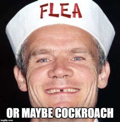 Flea | OR MAYBE COCKROACH | image tagged in flea | made w/ Imgflip meme maker