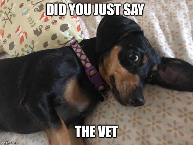 Vet dog | DID YOU JUST SAY; THE VET | image tagged in vet | made w/ Imgflip meme maker