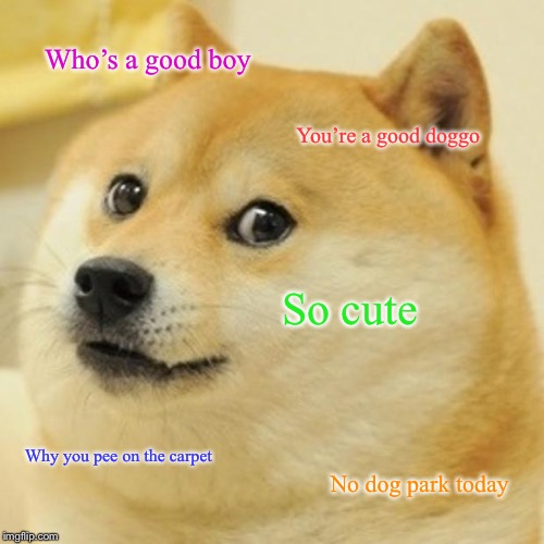 Doge | Who’s a good boy; You’re a good doggo; So cute; Why you pee on the carpet; No dog park today | image tagged in memes,doge | made w/ Imgflip meme maker