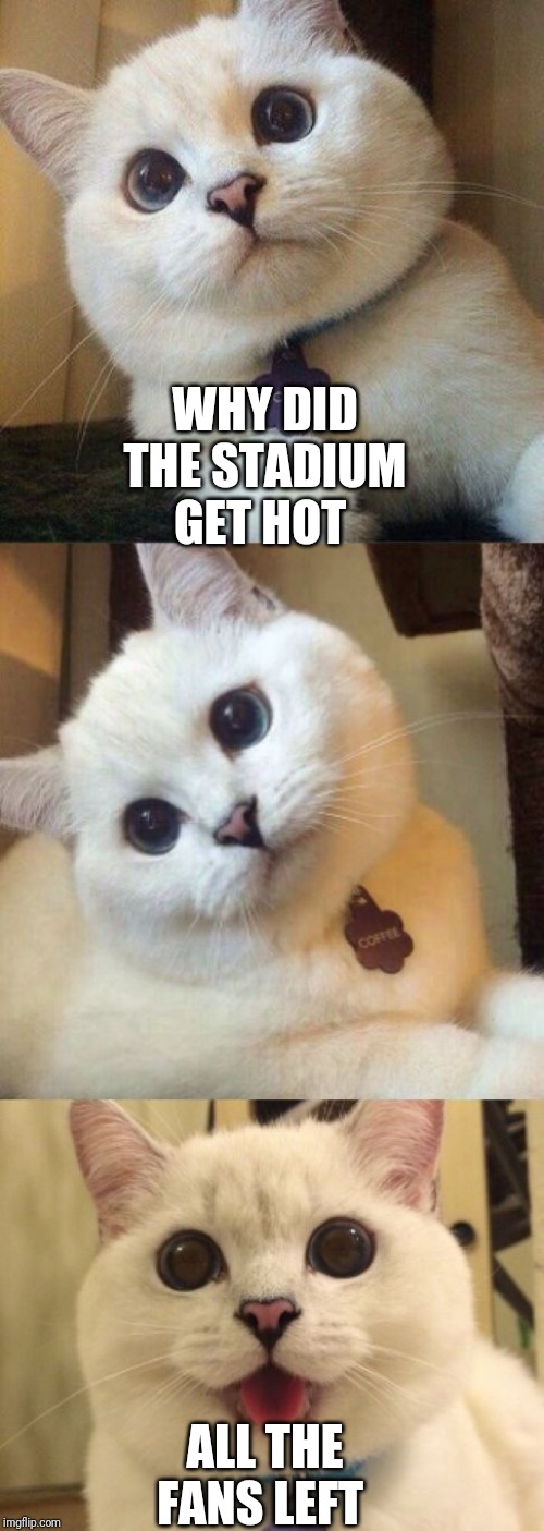 bad pun cat  | WHY DID THE STADIUM GET HOT; ALL THE FANS LEFT | image tagged in bad pun cat | made w/ Imgflip meme maker