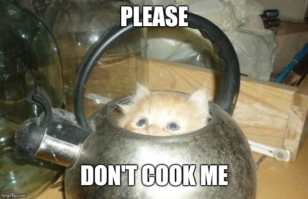 CAT TEA | PLEASE; DON'T COOK ME | image tagged in cats,kitten,cute cat | made w/ Imgflip meme maker