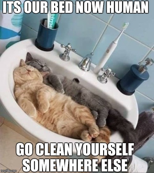 SINK CATS | ITS OUR BED NOW HUMAN; GO CLEAN YOURSELF SOMEWHERE ELSE | image tagged in cats,sleeping cat | made w/ Imgflip meme maker