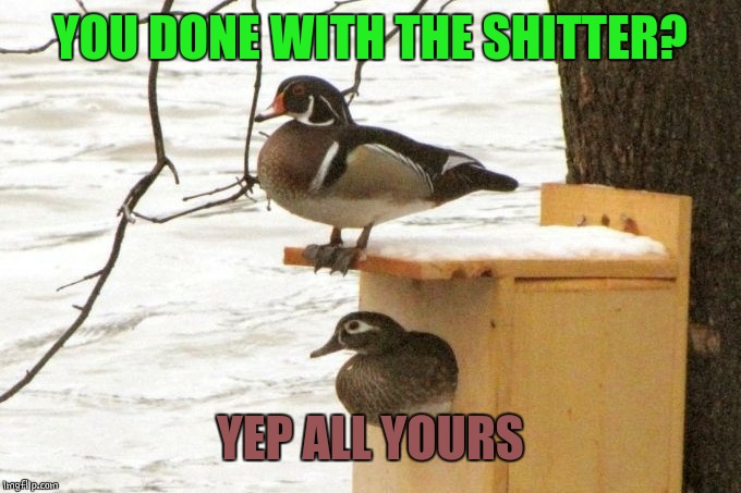 DUCK OUT HOUSE | YOU DONE WITH THE SHITTER? YEP ALL YOURS | image tagged in ducks,duck | made w/ Imgflip meme maker