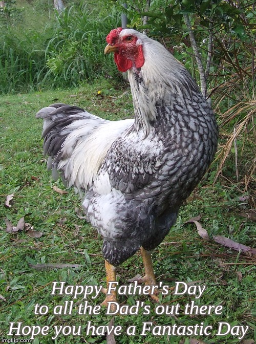 Happy Father's Day to all the Dad's out there Hope you have a Fantastic Day | Happy Father's Day
to all the Dad's out there
Hope you have a Fantastic Day | image tagged in memes,fathers day,happy father's day,chickens,roosters,happy fathers day chickens | made w/ Imgflip meme maker