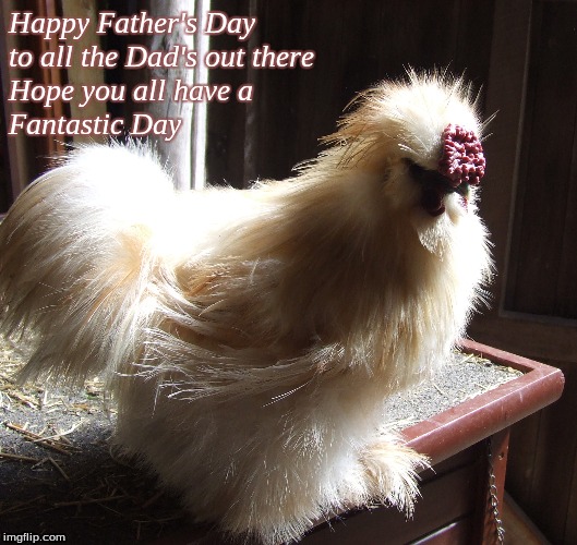 Happy Father's Day to all the Dad's out there Hope you all have a Fantastic day | Happy Father's Day
to all the Dad's out there
Hope you all have a
Fantastic Day | image tagged in memes,fathers day,happy father's day,roosters,chickens,happy fathers day chickens | made w/ Imgflip meme maker