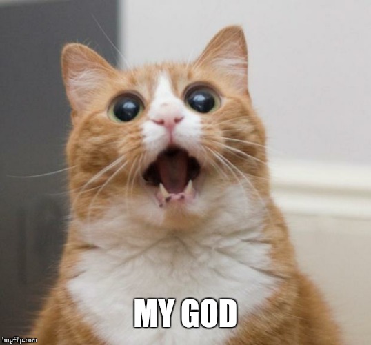 scared cat | MY GOD | image tagged in scared cat | made w/ Imgflip meme maker