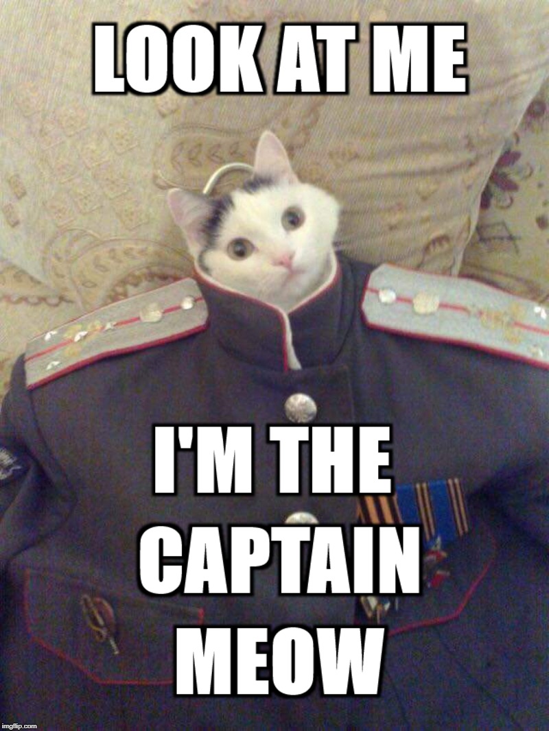 Change in Command | image tagged in puns,cats | made w/ Imgflip meme maker