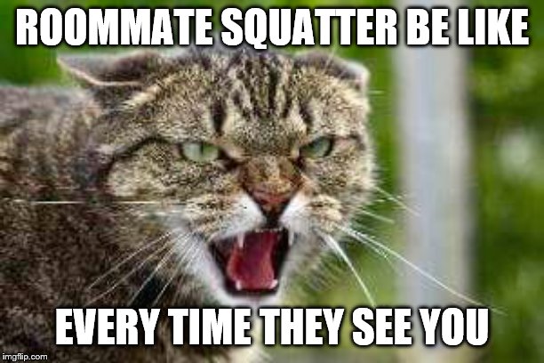 Angry Cat | ROOMMATE SQUATTER BE LIKE; EVERY TIME THEY SEE YOU | image tagged in angry cat | made w/ Imgflip meme maker