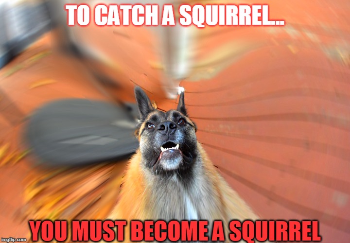 To Catch a Squirrel... | TO CATCH A SQUIRREL... YOU MUST BECOME A SQUIRREL | image tagged in dog,mutation,hunting | made w/ Imgflip meme maker
