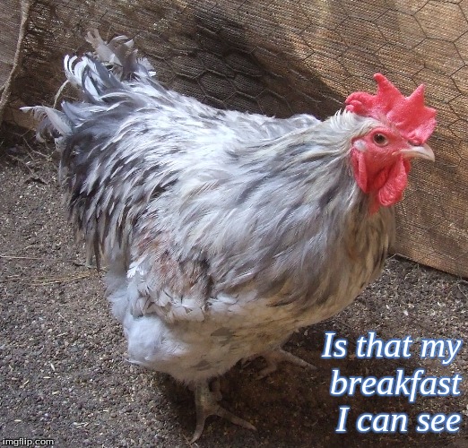 Is that my breakfast Ican see | Is that my
 breakfast
I can see | image tagged in memes,roosters,chickens | made w/ Imgflip meme maker
