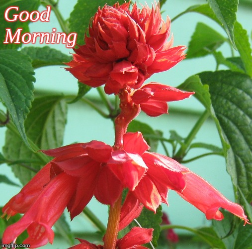 Good Morning | Good
Morning | image tagged in memes,good morning,flowers,good morning flowers | made w/ Imgflip meme maker