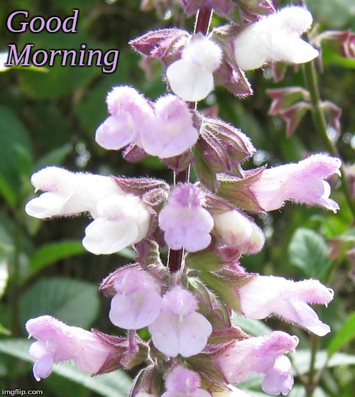 Good Morning | Good
Morning | image tagged in memes,flowers,good morning,good morning flowers | made w/ Imgflip meme maker