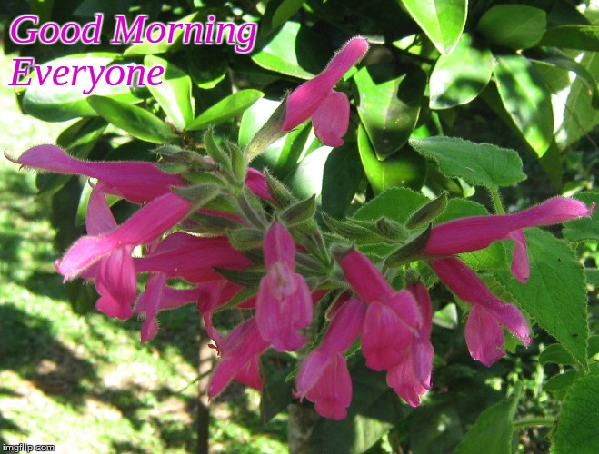 Good morning Everyone | Good Morning
Everyone | image tagged in memes,good morning,good morning flowers,flowers | made w/ Imgflip meme maker