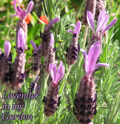 Lavender in my Garden | Lavender
in my 
Garden | image tagged in memes,lavender,garden | made w/ Imgflip meme maker