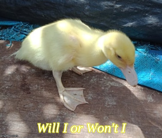 WillI or Won't I | Will I or Won't I | image tagged in memes,ducks,muscovy ducks | made w/ Imgflip meme maker