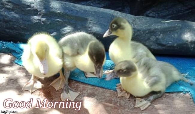 Good Morning | Good Morning | image tagged in memes,ducks,muscovy ducks,good morning | made w/ Imgflip meme maker