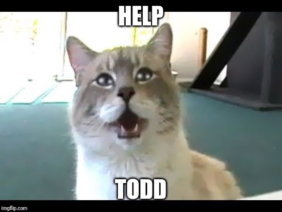 "Help Todd" - Gibson | HELP; TODD | image tagged in gibson the talking kitty cat meme generator | made w/ Imgflip meme maker