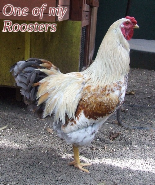 One of my Roosters | One of my 
Roosters | image tagged in memes,roosters,chickens | made w/ Imgflip meme maker