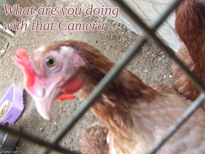 What are you doing with that Camera | What are you doing
with that Camera | image tagged in memes,chickens,funny chickens | made w/ Imgflip meme maker