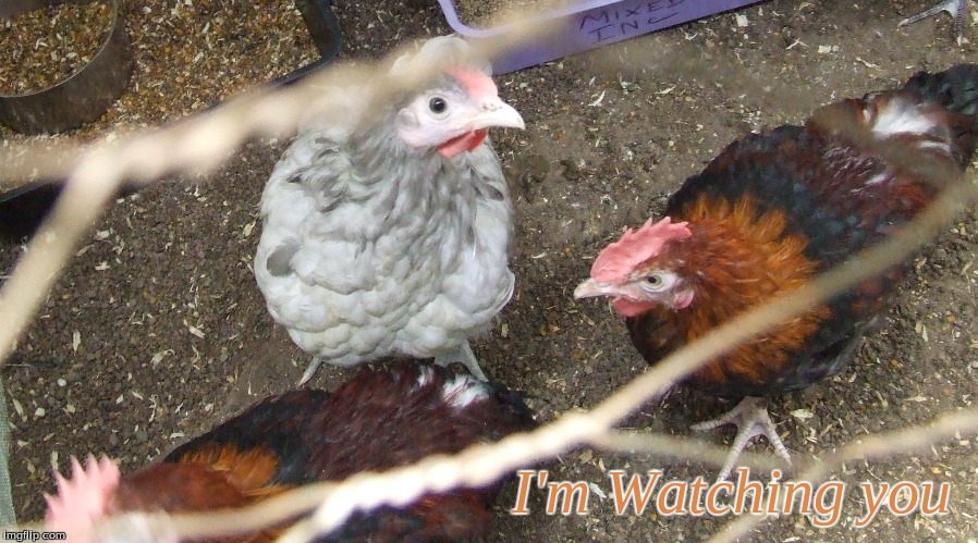 I'm Watching you | I'm Watching you | image tagged in memes,chickens | made w/ Imgflip meme maker