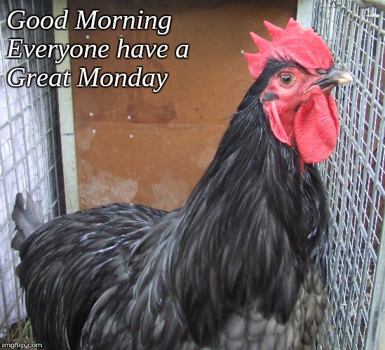 Good Morning Everyone have a Great Monday | Good Morning
Everyone have a
Great Monday | image tagged in memes,good morning,good morning chickens,roosters,chickens | made w/ Imgflip meme maker