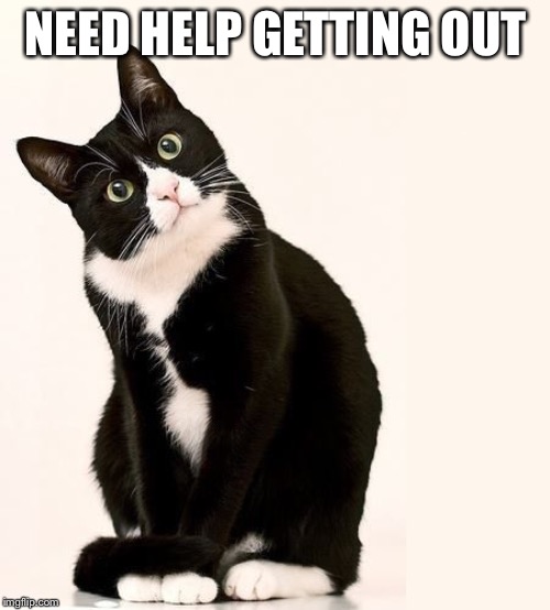Tuxedo Cat | NEED HELP GETTING OUT | image tagged in tuxedo cat | made w/ Imgflip meme maker