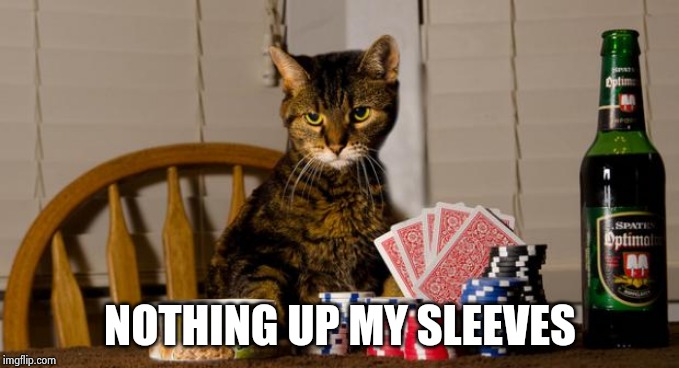 Poker Cat | NOTHING UP MY SLEEVES | image tagged in poker cat | made w/ Imgflip meme maker