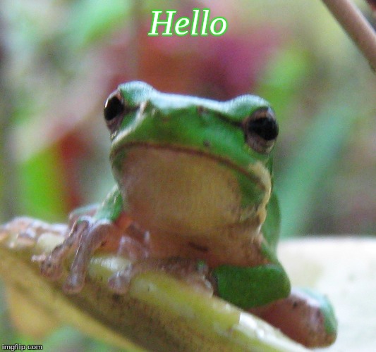 Hello | Hello | image tagged in memes,frogs,hello | made w/ Imgflip meme maker