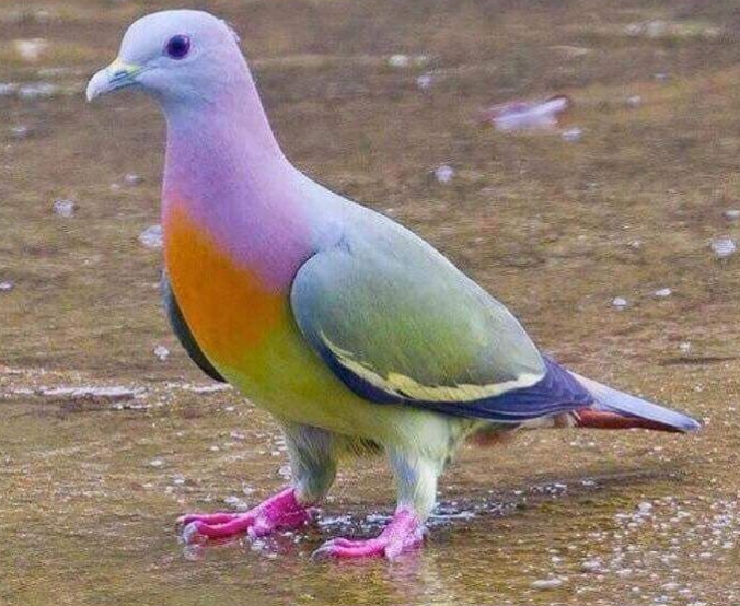 Skittles pigeon Blank Meme Template
