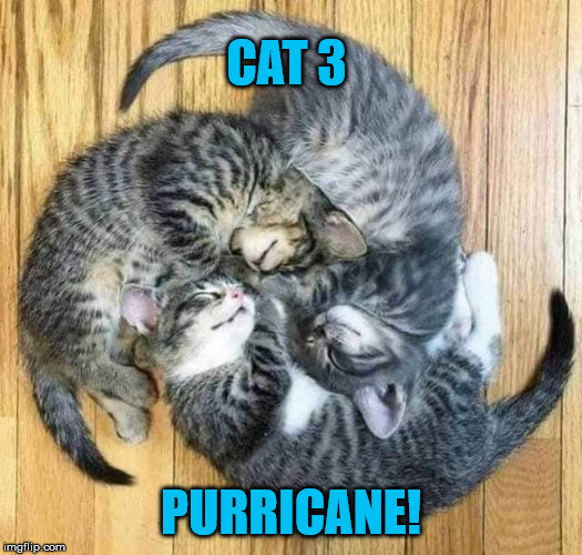 3Kittens | CAT 3; PURRICANE! | image tagged in 3kittens | made w/ Imgflip meme maker