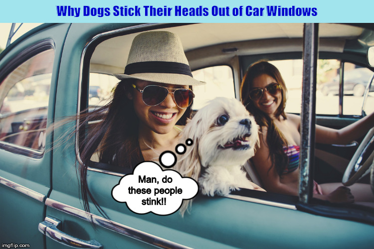 Why Dogs Stick Their Heads Out of Car Windows | image tagged in dog,dogs,smell,funny,memes,car windows | made w/ Imgflip meme maker