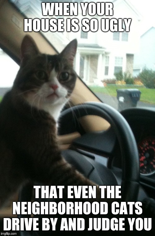 JoJo The Driving Cat | WHEN YOUR HOUSE IS SO UGLY; THAT EVEN THE NEIGHBORHOOD CATS DRIVE BY AND JUDGE YOU | image tagged in jojo the driving cat | made w/ Imgflip meme maker