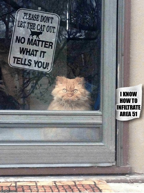 DONT LET THE CAT OUT | I KNOW HOW TO INFILTRATE AREA 51 | image tagged in dont let the cat out | made w/ Imgflip meme maker