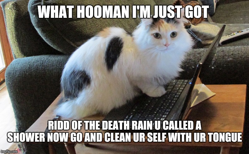 What human // cat on laptop | WHAT HOOMAN I'M JUST GOT RIDD OF THE DEATH RAIN U CALLED A SHOWER NOW GO AND CLEAN UR SELF WITH UR TONGUE | image tagged in what human // cat on laptop | made w/ Imgflip meme maker