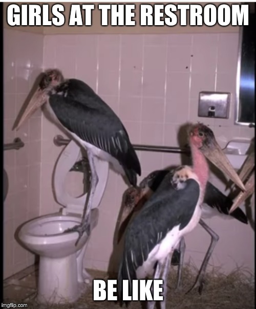 restroom stork | GIRLS AT THE RESTROOM; BE LIKE | image tagged in memes,funny,storks,birds,restroom | made w/ Imgflip meme maker