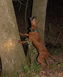 Redbone coonhound coonhunting Blank Meme Template