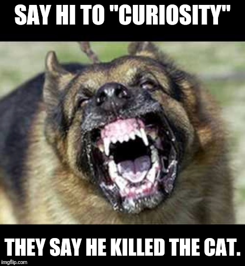 Who's a good boy? |  SAY HI TO "CURIOSITY"; THEY SAY HE KILLED THE CAT. | image tagged in dogs,cats and dogs,dead cat,bad dog | made w/ Imgflip meme maker