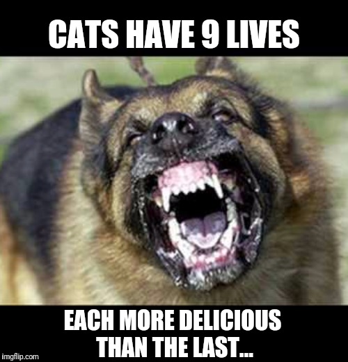 Nom nom nom nom nom nom nom nom nom | CATS HAVE 9 LIVES; EACH MORE DELICIOUS 
THAN THE LAST... | image tagged in cats,delicious,angry dogs | made w/ Imgflip meme maker