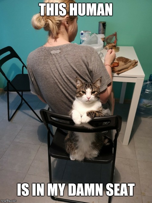 MY SEAT | THIS HUMAN; IS IN MY DAMN SEAT | image tagged in cats,cat,mad cat | made w/ Imgflip meme maker