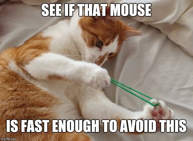 SHOOT THE MOUSE | SEE IF THAT MOUSE; IS FAST ENOUGH TO AVOID THIS | image tagged in cats,cat | made w/ Imgflip meme maker