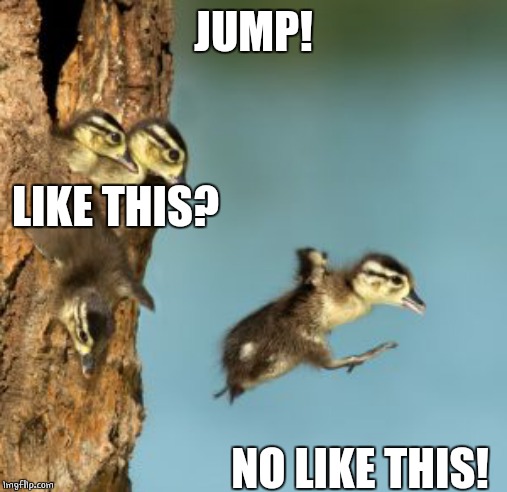 JUMP OUT | JUMP! LIKE THIS? NO LIKE THIS! | image tagged in ducks,funny ducklings,duckling | made w/ Imgflip meme maker