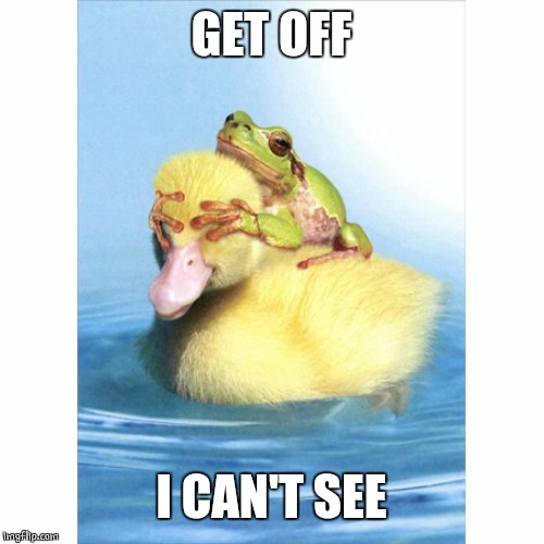 WATER LIFE | GET OFF; I CAN'T SEE | image tagged in ducks,duckling,funny duck | made w/ Imgflip meme maker