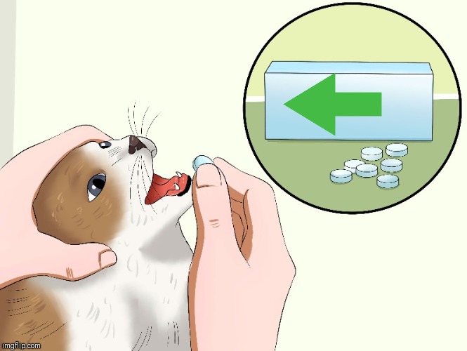Cat Medicine | image tagged in cat medicine | made w/ Imgflip meme maker