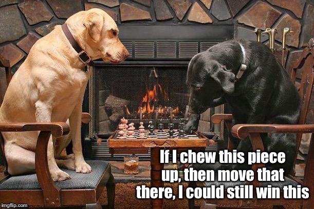 Chess Labs | image tagged in chew piece,strategy,dogs playing chess,funny memes,losing | made w/ Imgflip meme maker