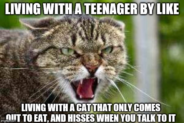 Angry Cat | LIVING WITH A TEENAGER BY LIKE; LIVING WITH A CAT THAT ONLY COMES OUT TO EAT, AND HISSES WHEN YOU TALK TO IT | image tagged in angry cat | made w/ Imgflip meme maker