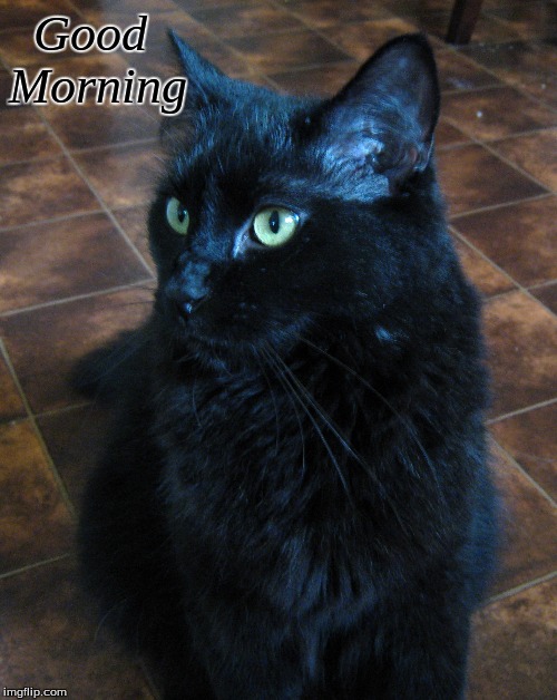 Good Morning | Good
Morning | image tagged in memes,cats,good morning,good morning cats | made w/ Imgflip meme maker
