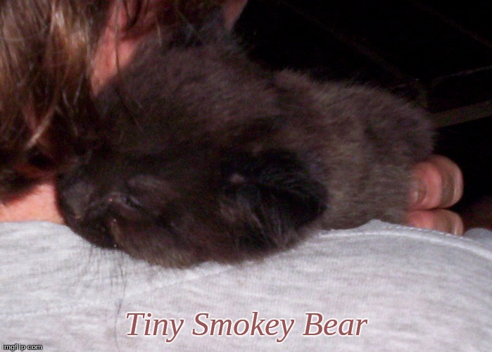 Tiny Smokey Bear | Tiny Smokey Bear | image tagged in memes,cats,kittens | made w/ Imgflip meme maker