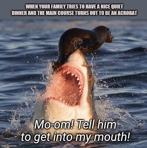 When dinner goes wrong | WHEN YOUR FAMILY TRIES TO HAVE A NICE QUIET DINNER AND THE MAIN COURSE TURNS OUT TO BE AN ACROBAT; Mo-om! Tell him to get into my mouth! | image tagged in seal on shark,animals,funny | made w/ Imgflip meme maker