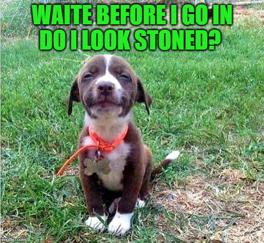 high as a dog | WAITE BEFORE I GO IN
DO I LOOK STONED? | image tagged in puppy,too damn high,cute | made w/ Imgflip meme maker