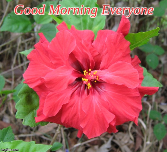 Good Morning Everyone | Good Morning Everyone | image tagged in memes,flowers,good morning,good morning flowers | made w/ Imgflip meme maker